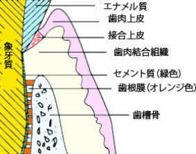 天然歯